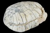 Inflated Fossil Tortoise (Stylemys) - South Dakota #113118-4